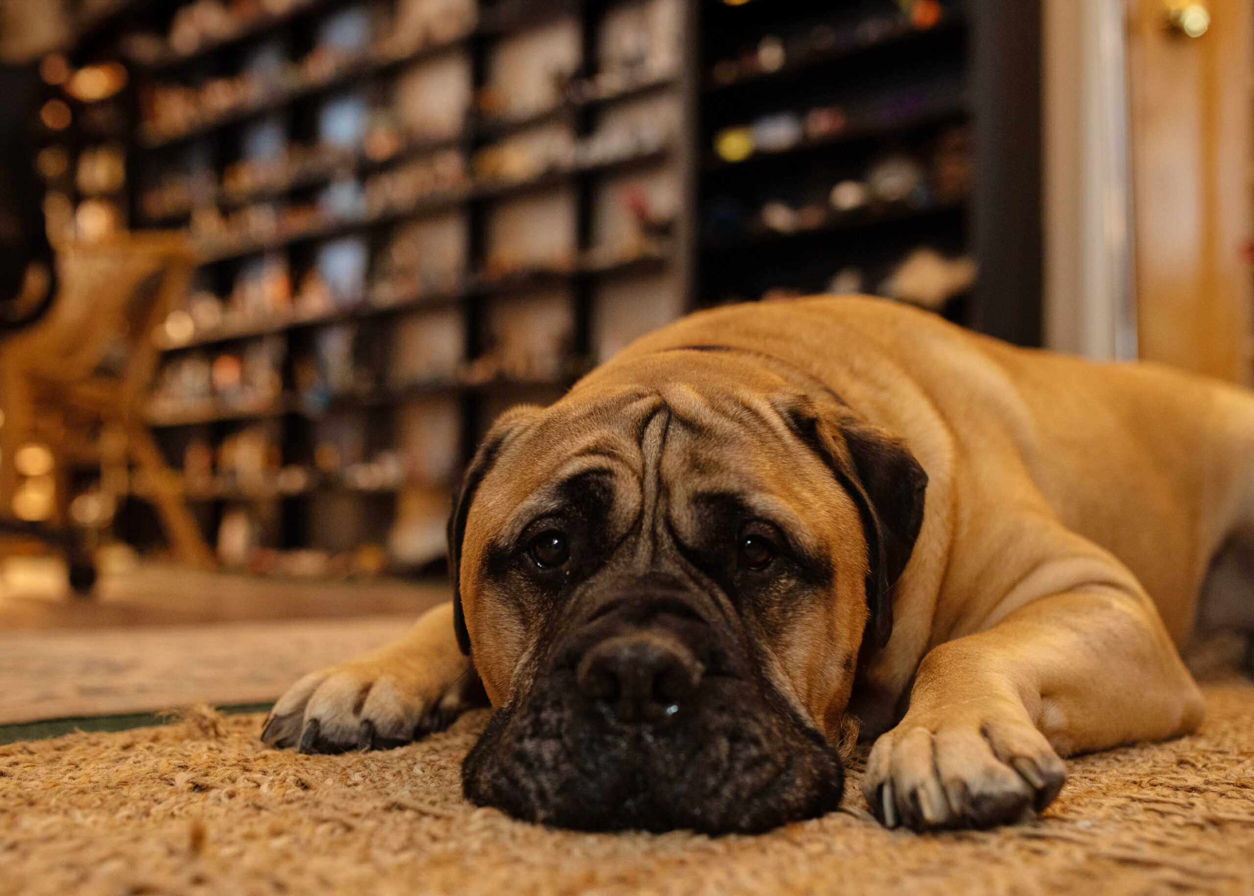 Harvey on floor sandtray room