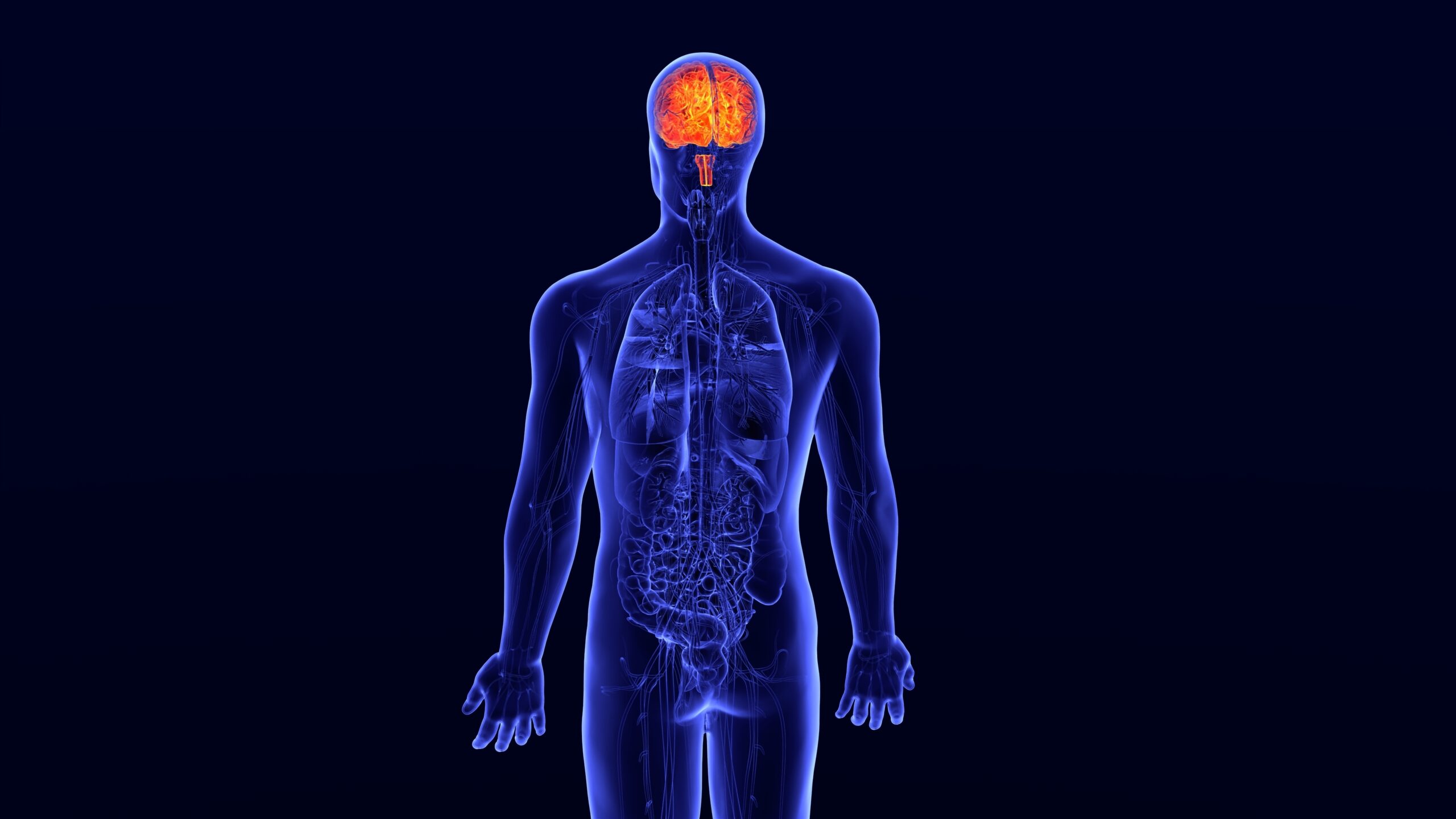Human,Central,Nervous,System,With,Brain,Anatomy,Medical,Illustration.3d