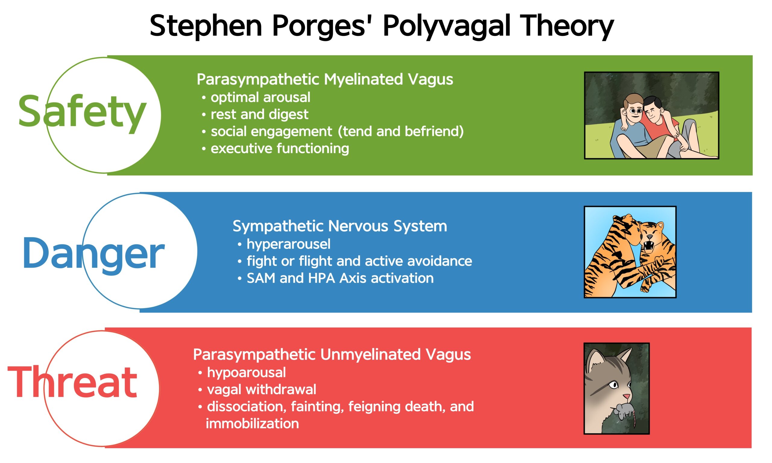 This,Infographic,Illustrates,Stephen,Porges',Polyvagal,Theory.